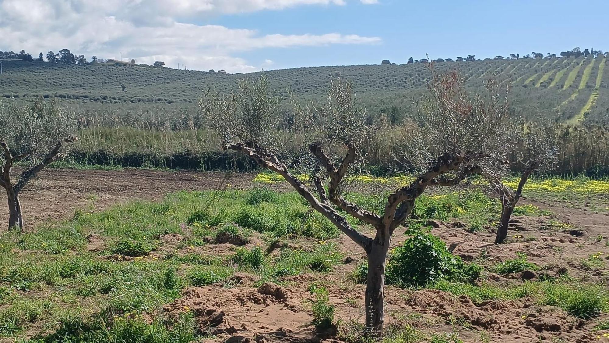 Vila Fin Fiori Menfi Exteriér fotografie